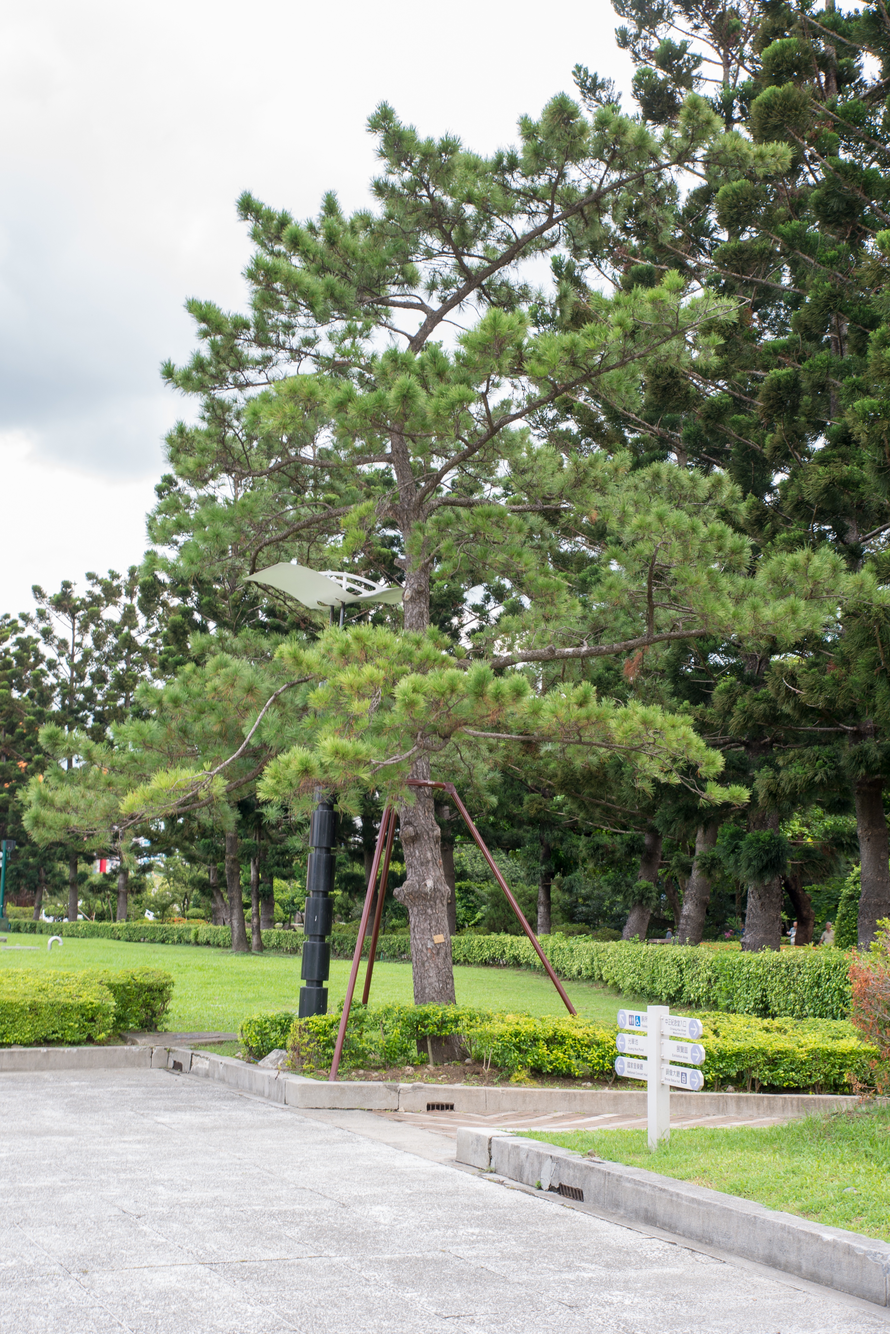 中正紀念堂園區建築導覽 View Point 黑松