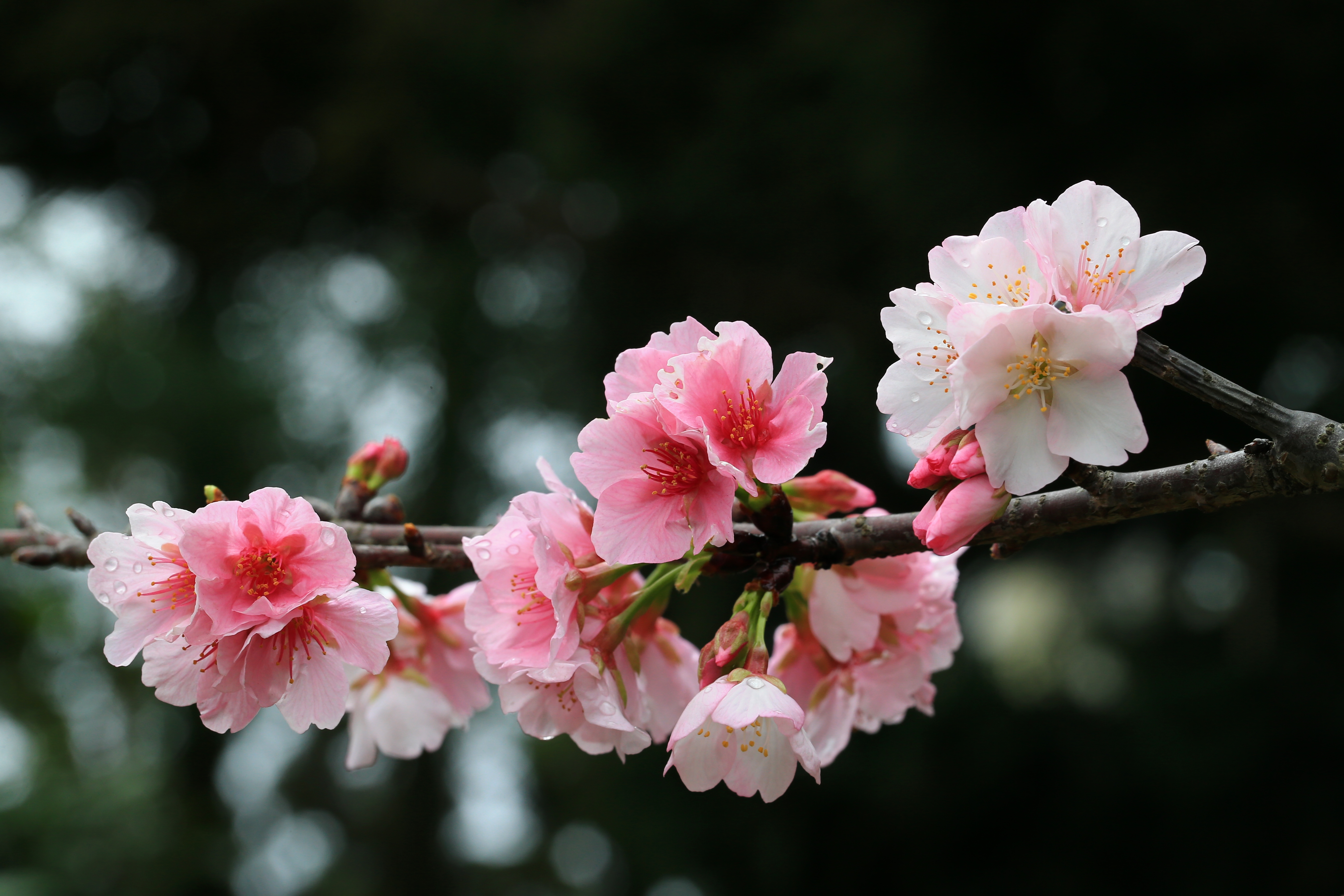 中正紀念堂園區建築導覽大寒桜 オオカンザクラ