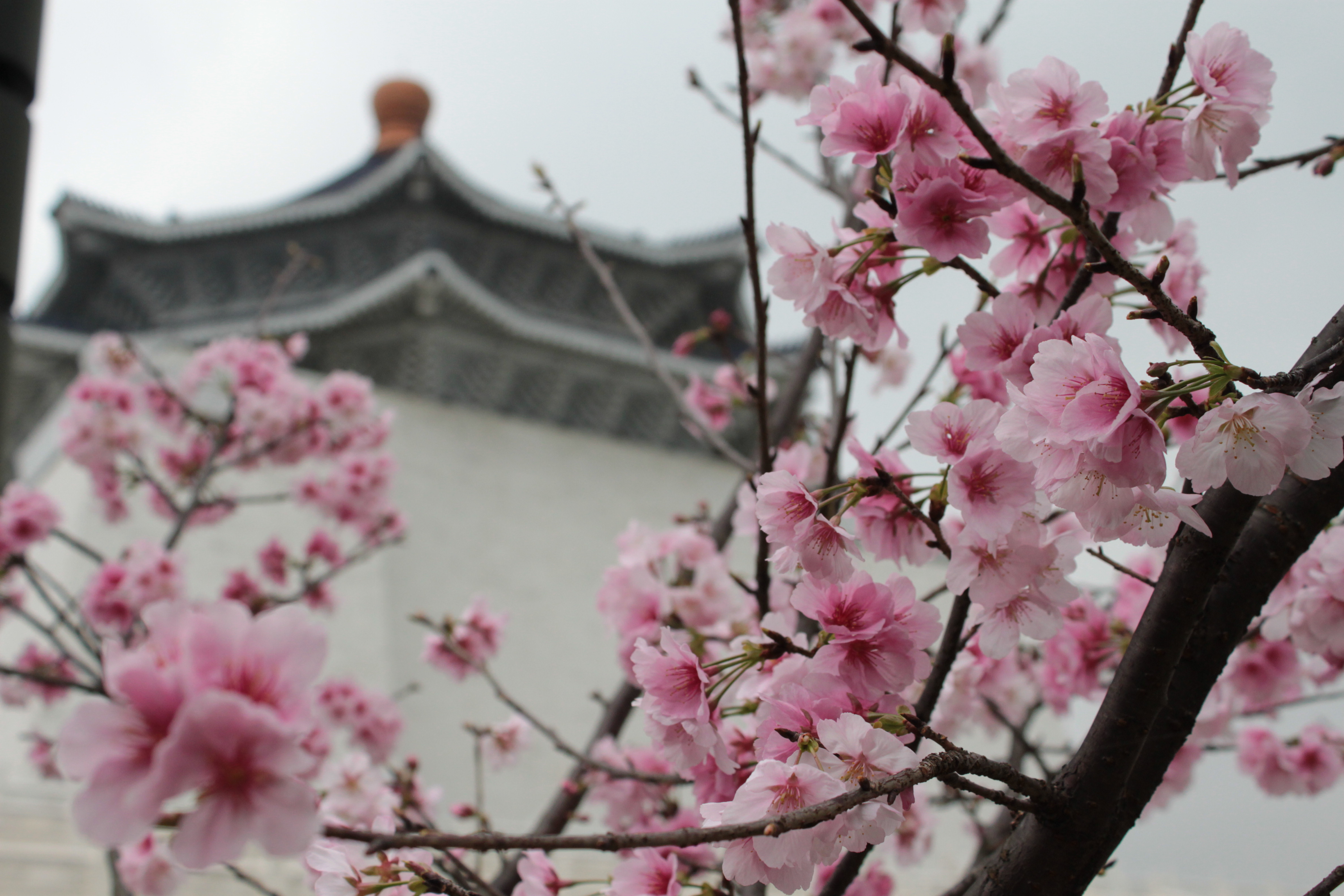 中正紀念堂園區建築導覽大寒桜 オオカンザクラ