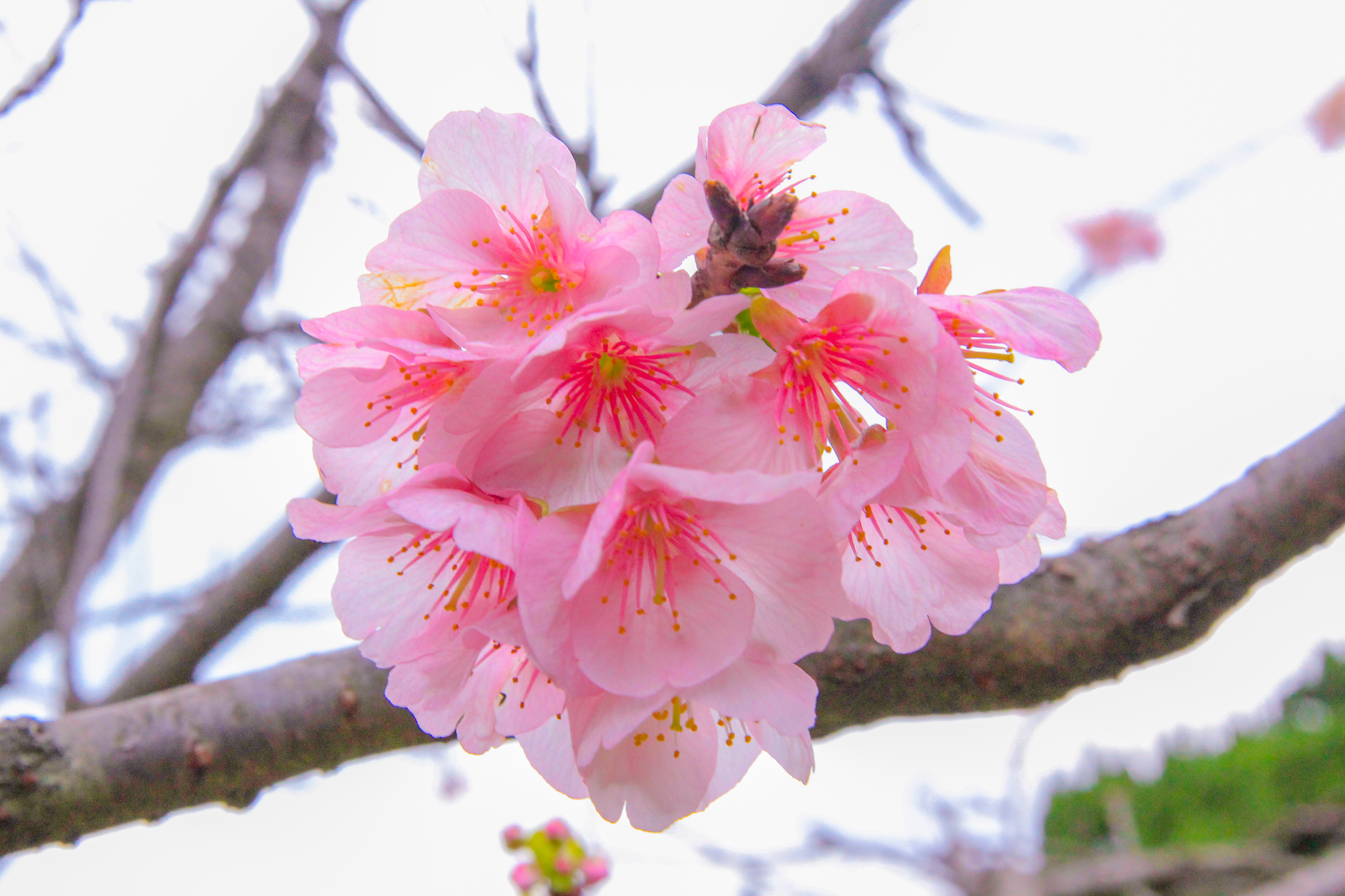 中正紀念堂園區建築導覽大寒桜 オオカンザクラ