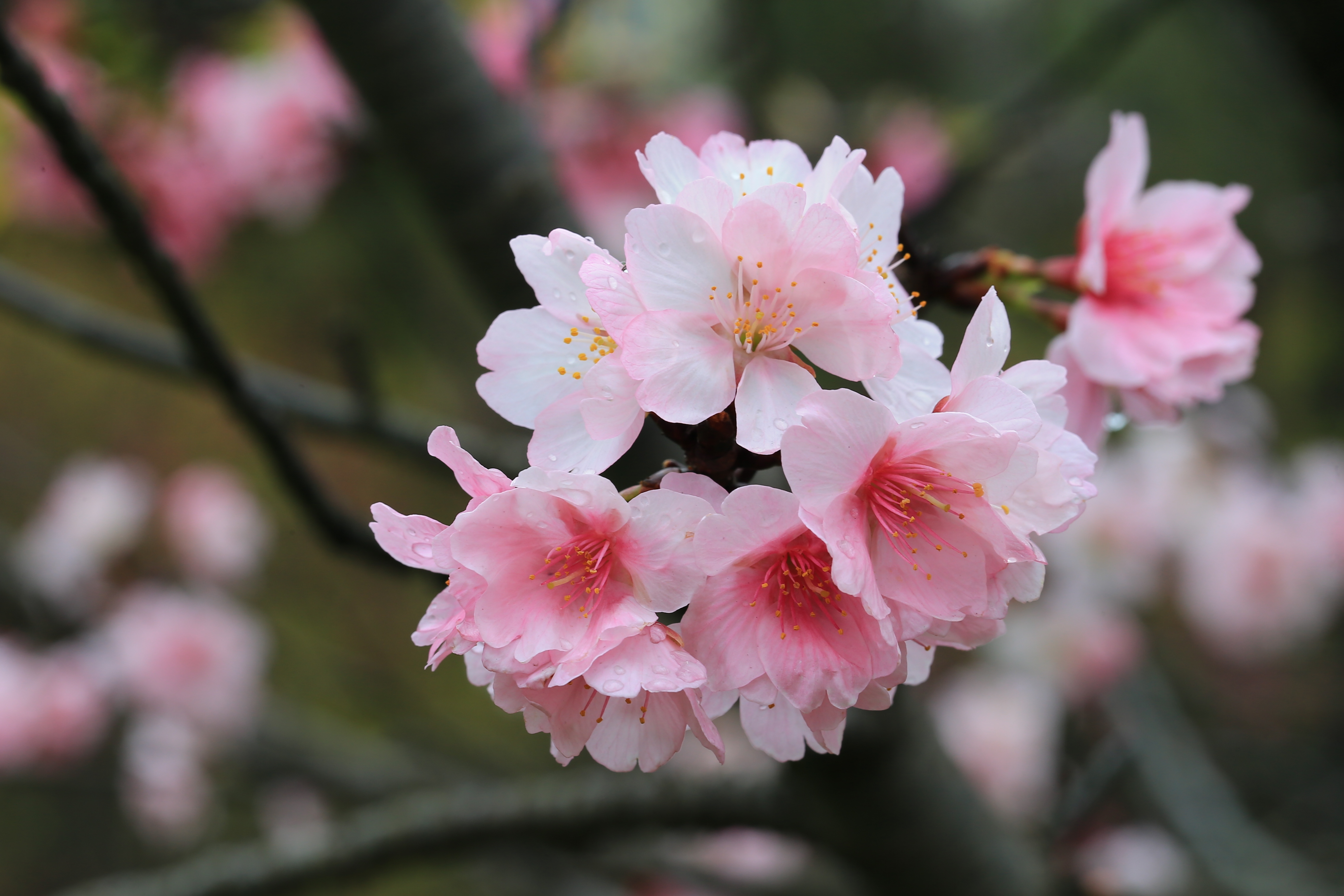 中正紀念堂園區建築導覽大寒桜 オオカンザクラ
