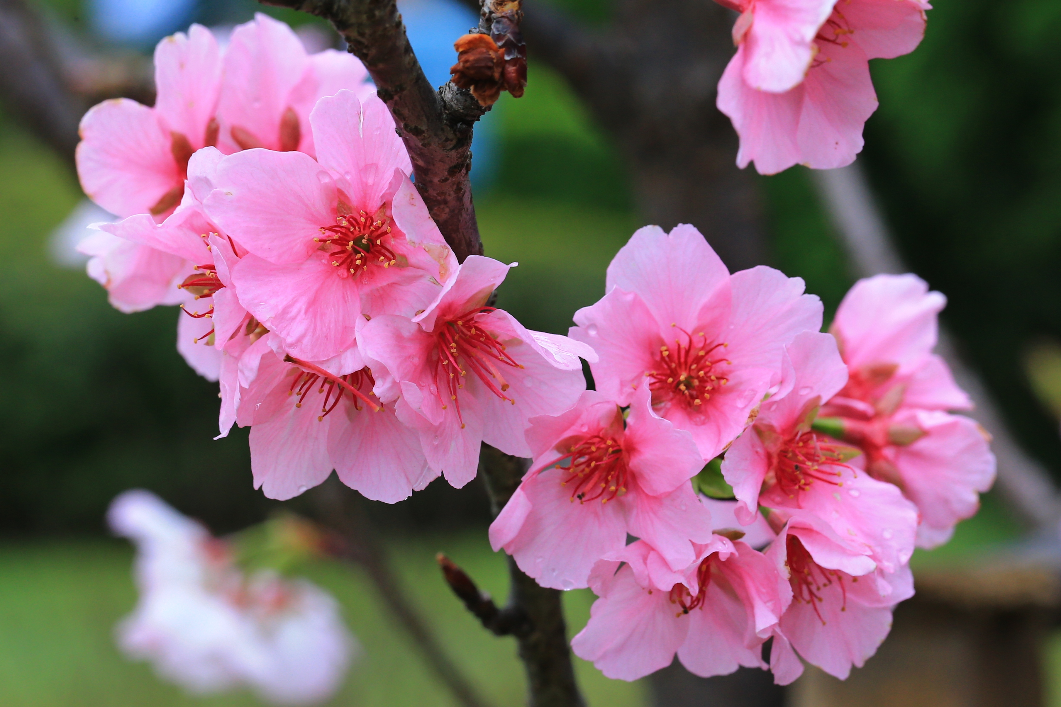 中正紀念堂園區建築導覽大寒桜 オオカンザクラ